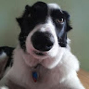 Meet your Posher, Dylan